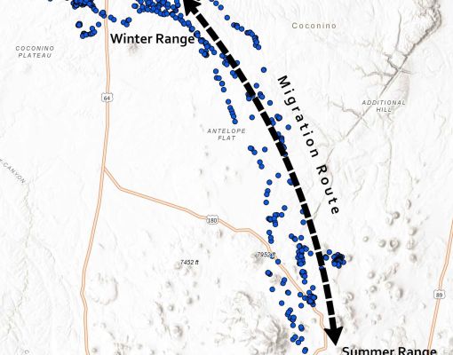 Map showing mule deer migration routes between winter and summer ranges.