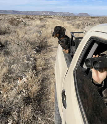 Hunting dog looking out from truck on a desert trail