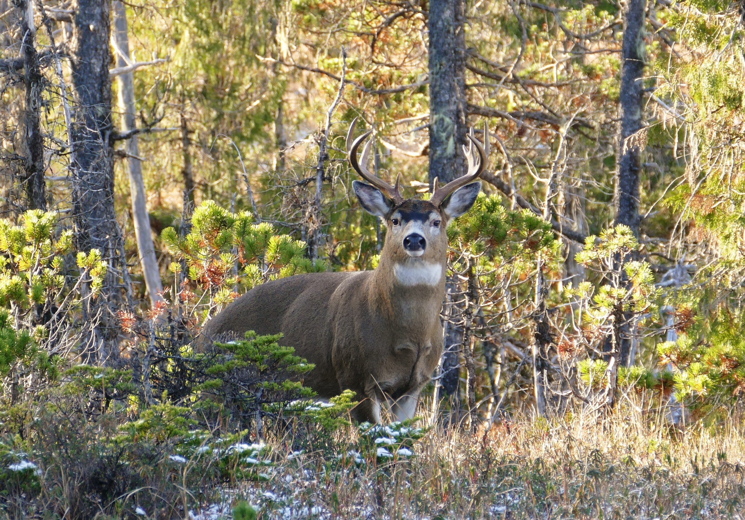 Sitka black tailed deer buck in grassy Alaska