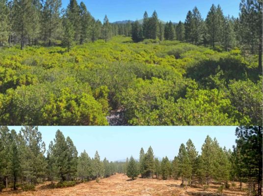 Before and after images of habitat restoration in a pine forest.