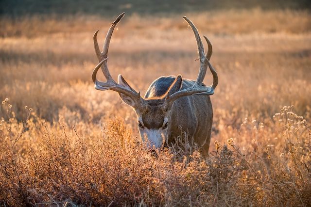 Mule deer buck grazing in a grassland at sunset