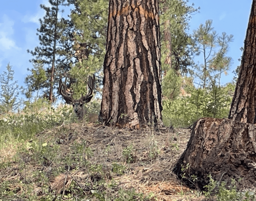 Wild mule deer buck hiding behind trees in natural habitat.