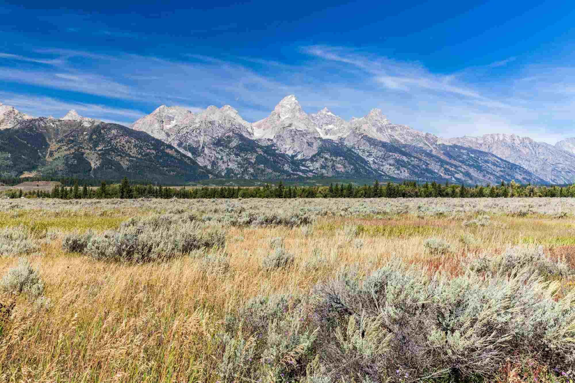 Sagebrush habitat in Grand Teton National Park with mountain backdrop.
