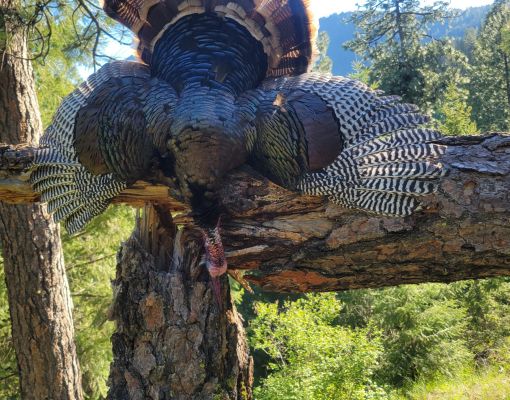 Wild turkey perched on a tree branch in a forest setting.