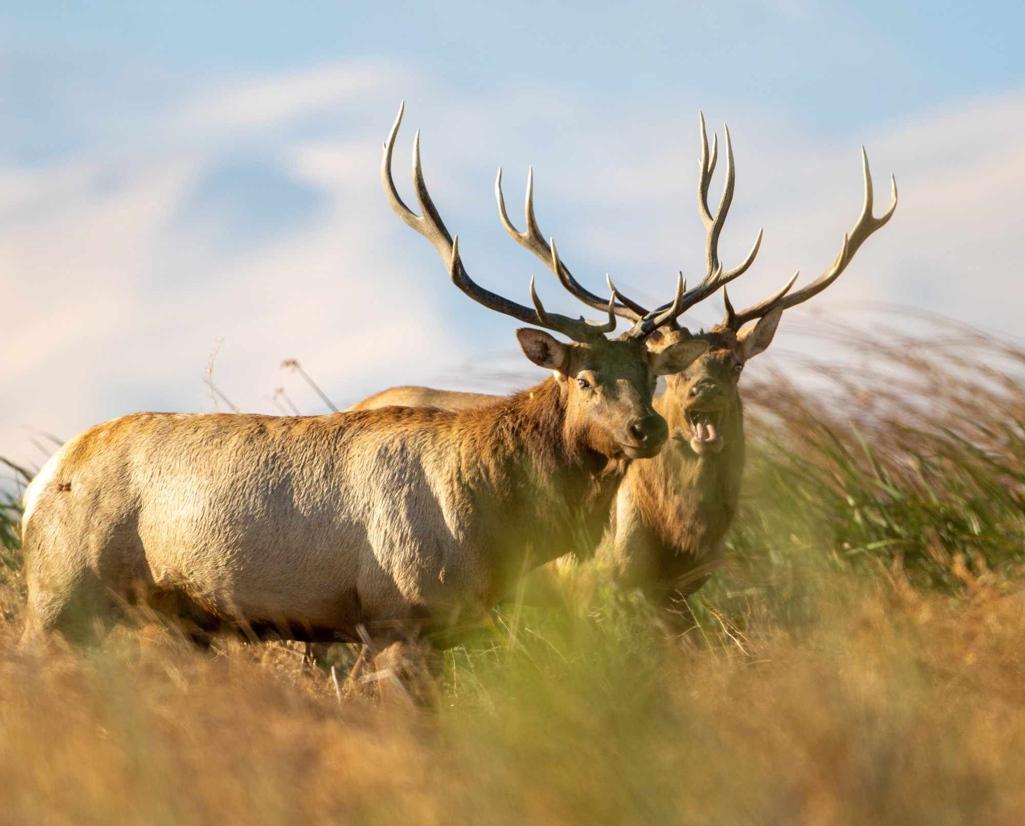 Two mule deer bucks standing in a grassy field