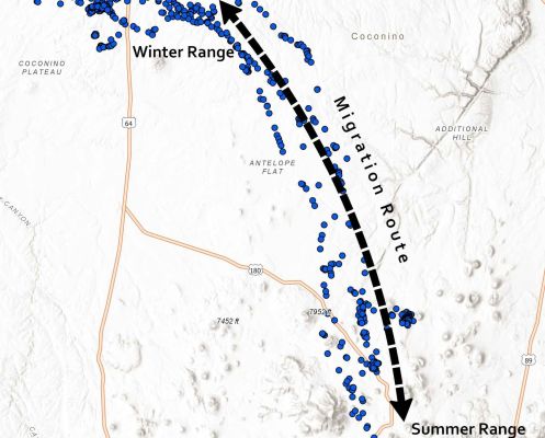 Map showing mule deer migration routes between winter and summer ranges.