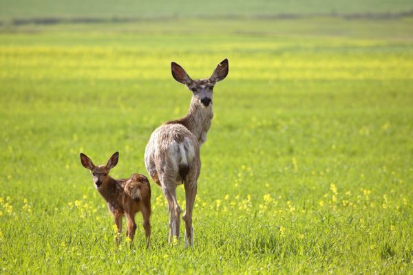 Mule deer doe and fawn in a lush green meadow.
