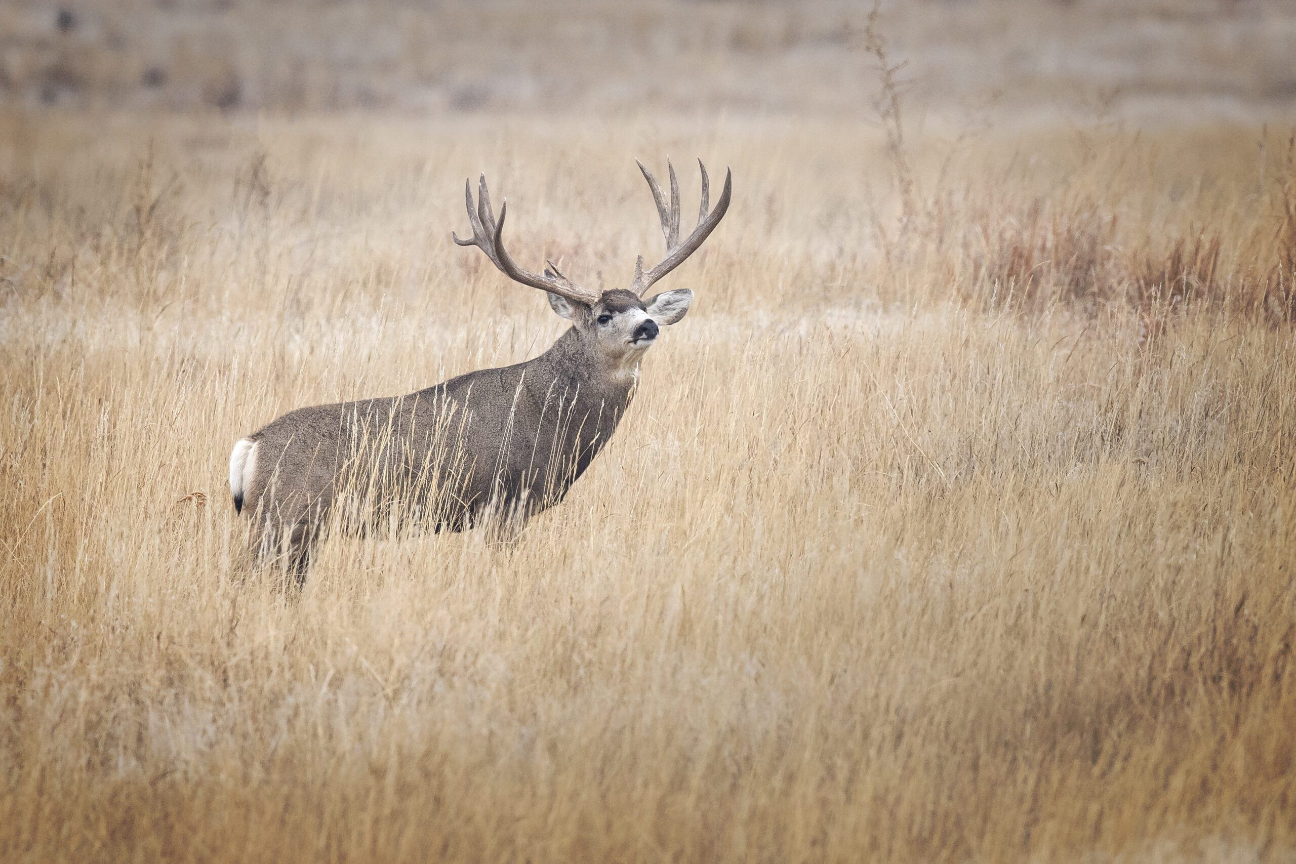 Mule deer buck standing in tall grass in a natural setting.