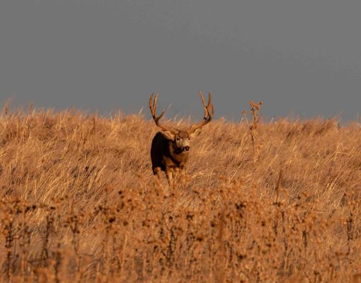 Mule deer buck in a grassy field during golden hour.