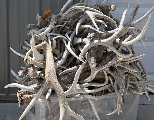 A pile of shed deer antlers in a container.