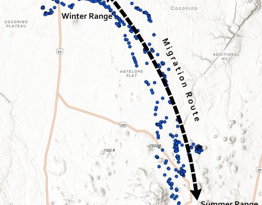 Map showing migration route of mule deer between winter and summer ranges.