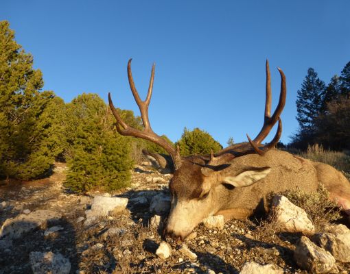 Mule deer buck resting on rocky ground in a forested area.
