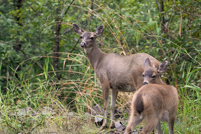 Mule deer doe and fawn in a lush forest