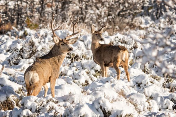 Mule deer buck and doe in snowy landscape