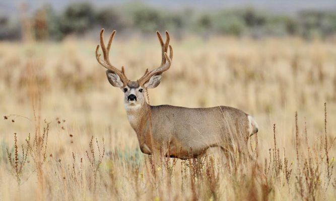 Mule deer buck standing in a grassland setting.