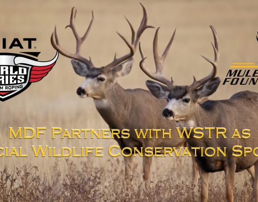 Two mule deer bucks standing in a meadow.