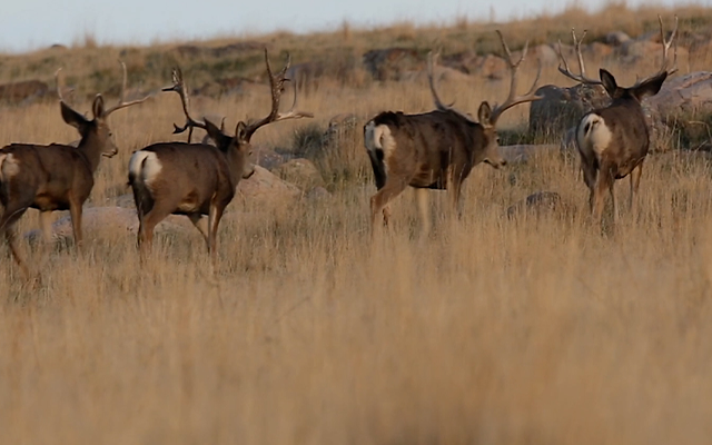 Two mule deer bucks walking in a grassy landscape.