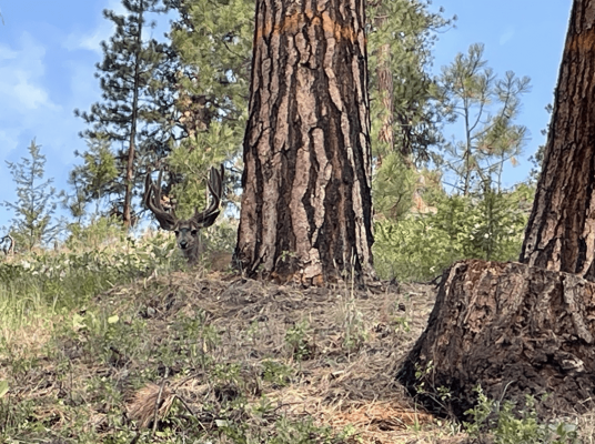 Wild mule deer buck hiding behind trees in natural habitat.