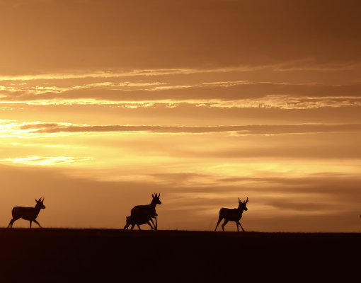 Silhouette of mule deer against a sunset sky.