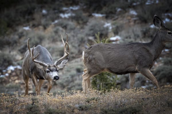 Mule deer buck and doe grazing in sagebrush habitat.