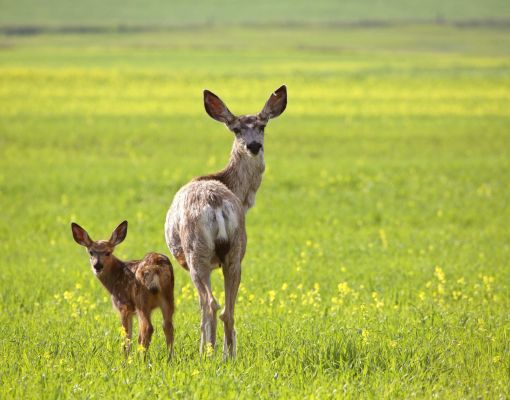 Mule deer doe and fawn in a lush green meadow.