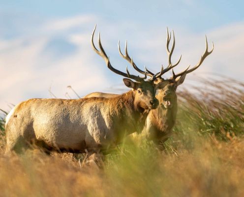 Two mule deer bucks standing in a grassy field