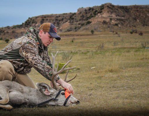 Man tagging a mule deer in a grassy setting for conservation efforts.