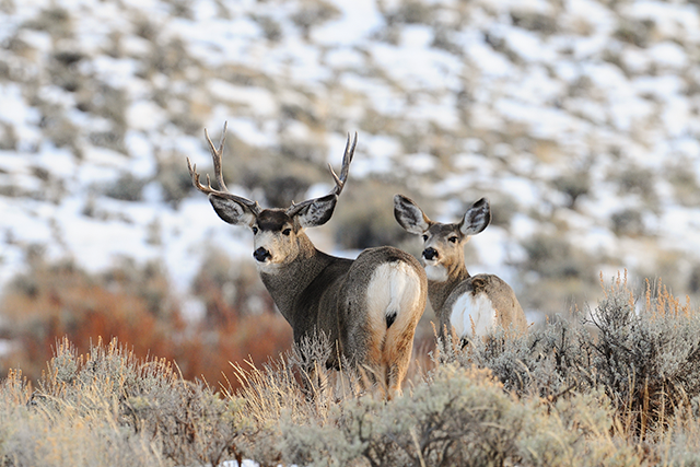 Mule deer buck and doe in a snowy sagebrush landscape.