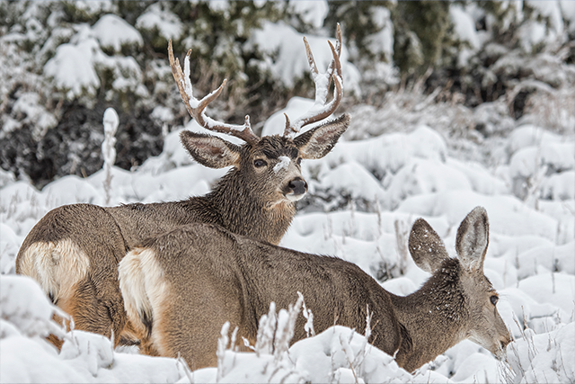 Mule deer herd grazing in a snowy meadow with mountains in the background.