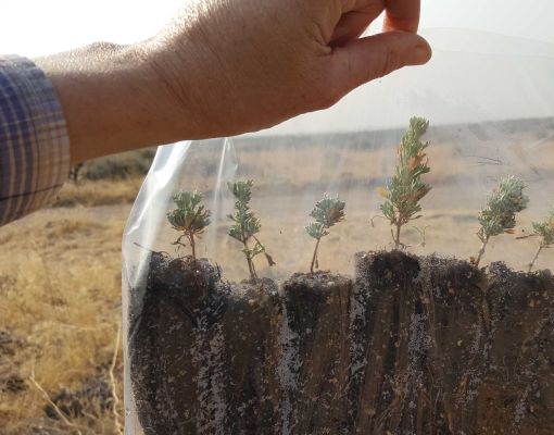 Sagebrush restoration plants held in a plastic bag