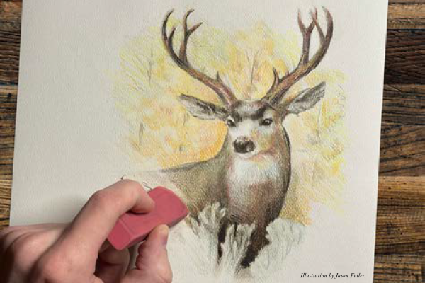 Image of a mule deer drawing that is being erased