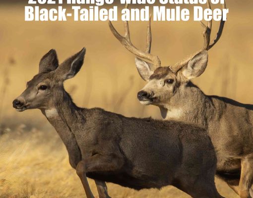 Mule deer buck and doe in a grassy field