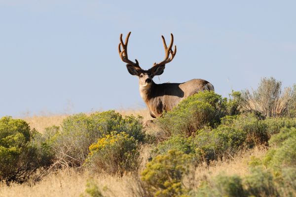 Mule deer buck standing in sagebrush habitat