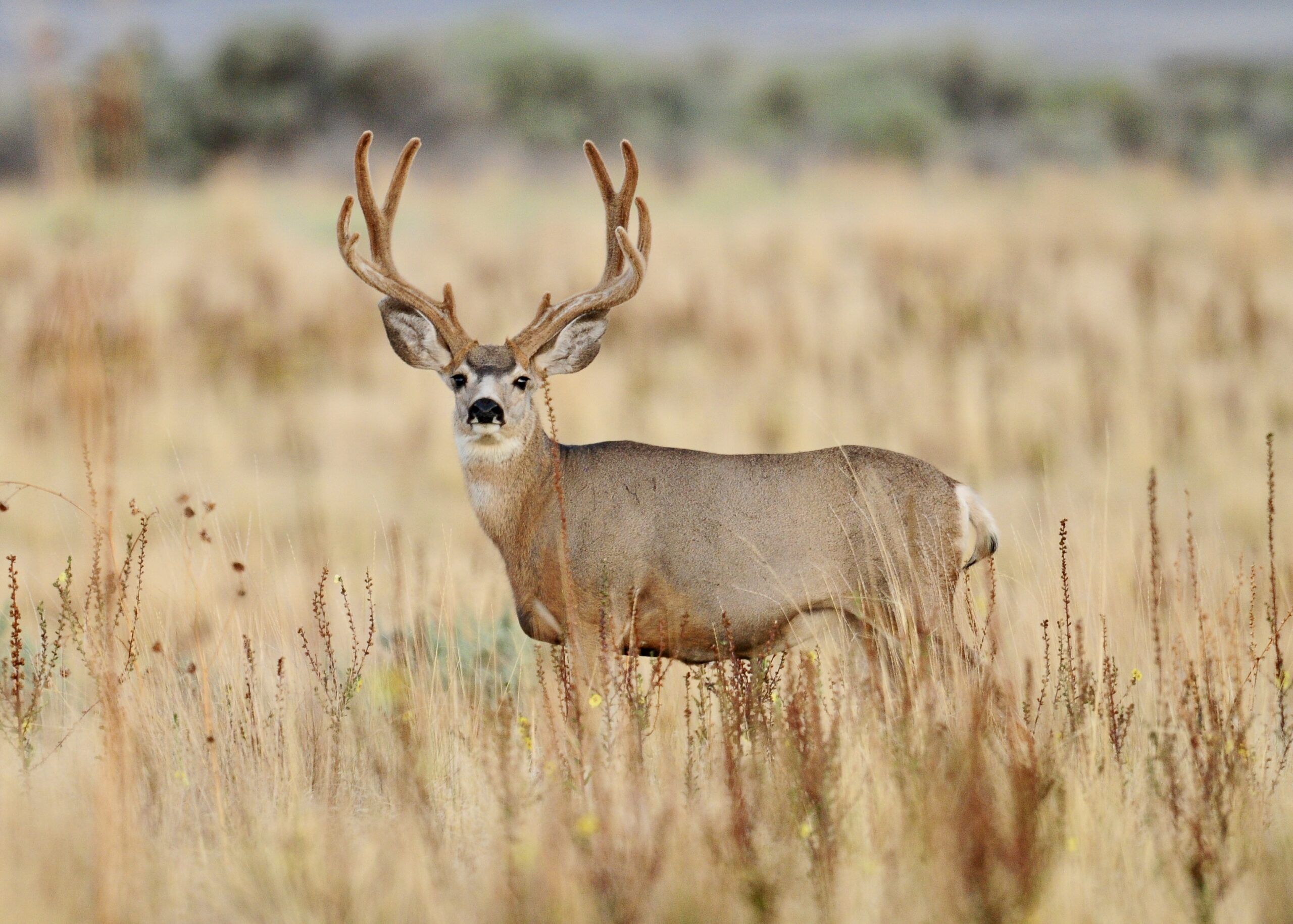 Mule deer buck standing in tall grass