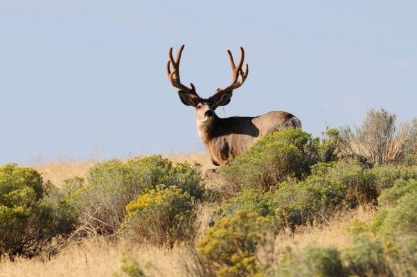 Mule deer buck standing in sagebrush habitat