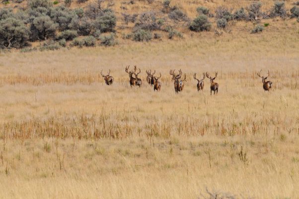 Group of mule deer bucks standing in a meadow.