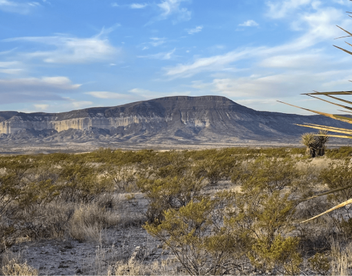 Desert landscape featuring mountain range and yucca plant.