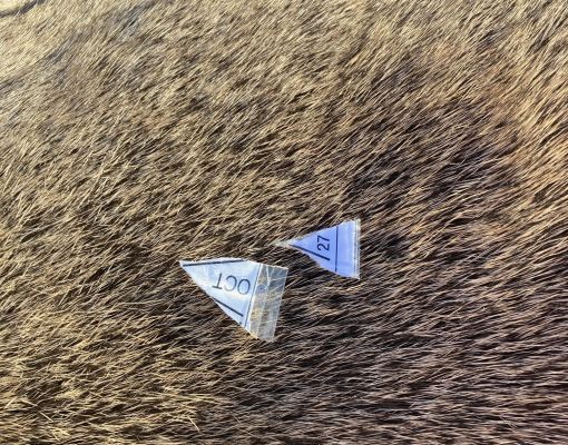 Tagged fur samples from a mule deer used for research purposes.
