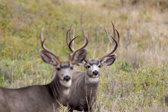 Two mule deer bucks standing in a grassy area