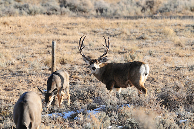 Mule deer buck grazing in a sagebrush habitat.