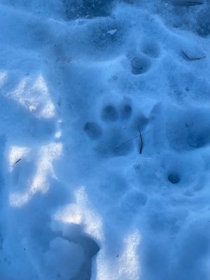 Tracks left in the snow showing wildlife presence.