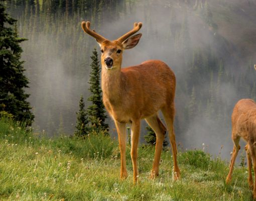Mule deer buck and doe in a misty mountain meadow