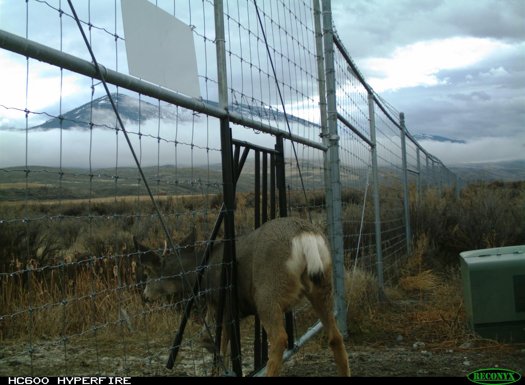 A mule deer navigating a fence in a natural landscape.