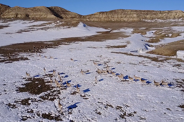 Mule deer herd grazing in snowy landscape with hills
