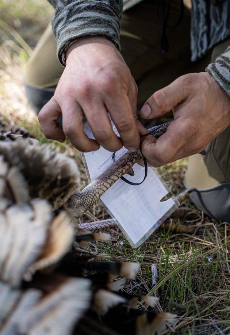 Wildlife researcher collecting data on feathers in the field.