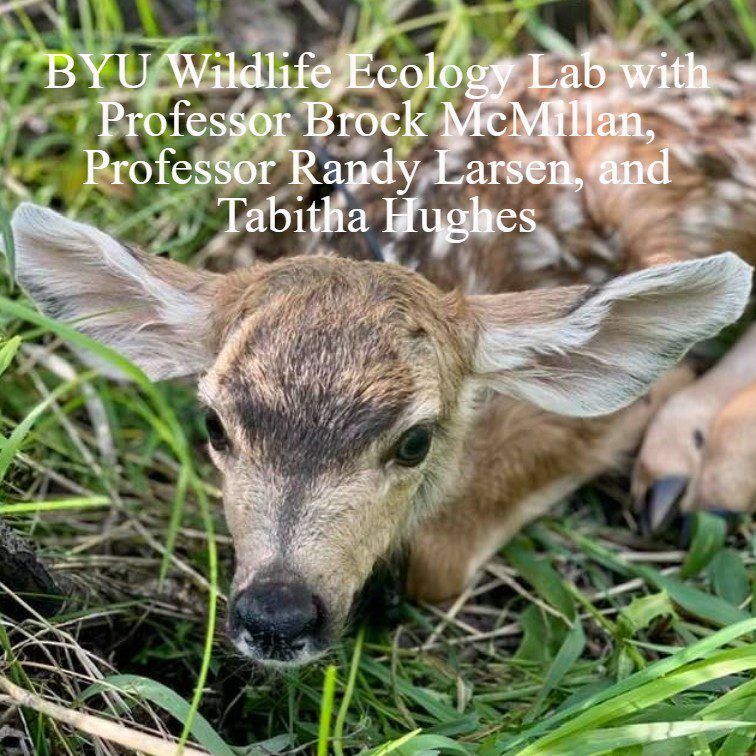 Close-up of a mule deer fawn resting in grass.