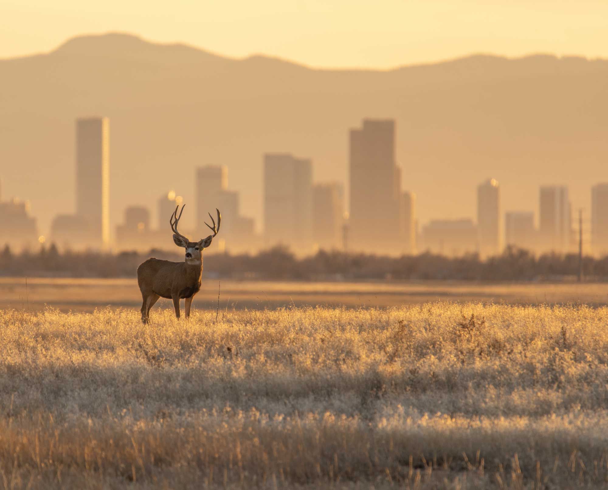 Mule deer buck standing in a field with city skyline in the background