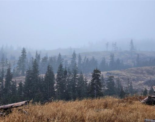 Misty forest landscape featuring conifer trees and dry grass.