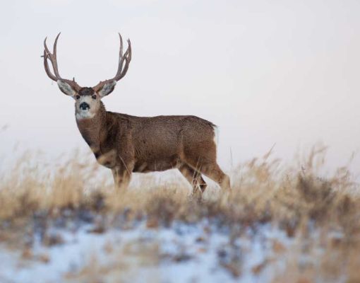 Mule deer buck standing in a snowy meadow