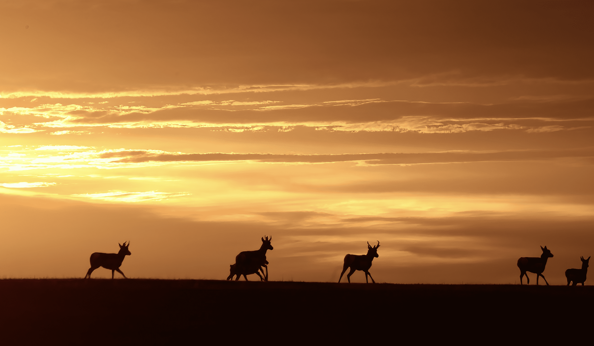 Silhouette of mule deer against a sunset sky.